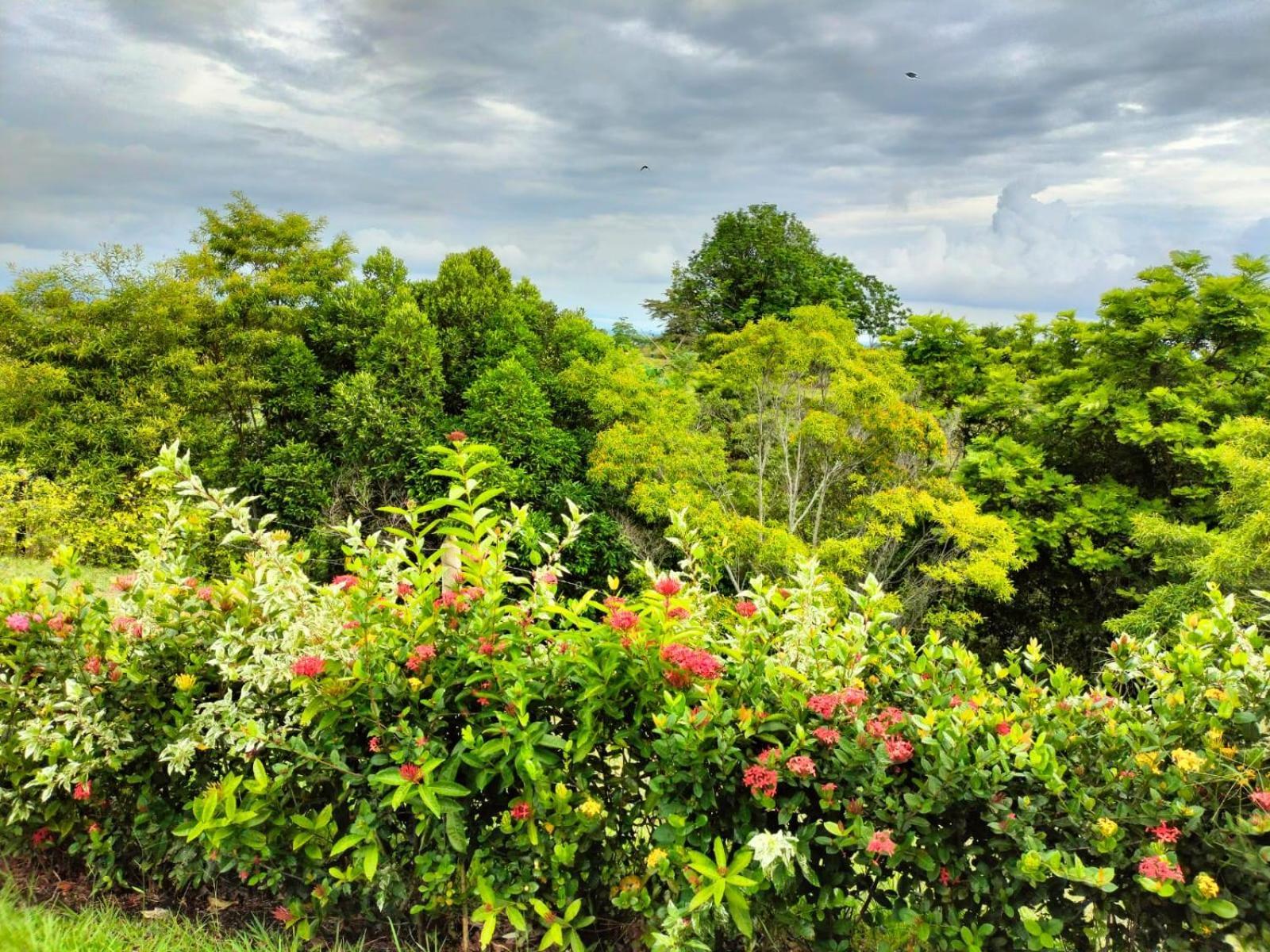 Hotel Arboreo Doradal Eksteriør bilde